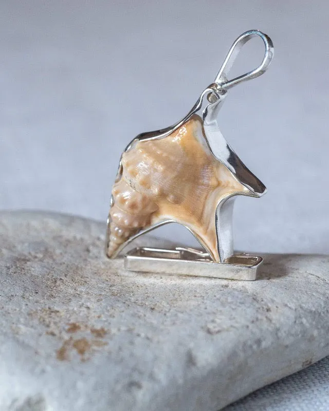 Seashell Special