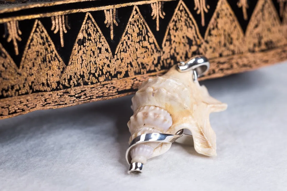 Seashell Special